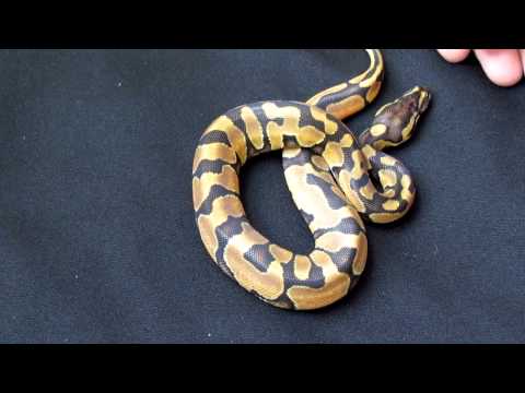 NEW BALL PYTHON PICKUP!!