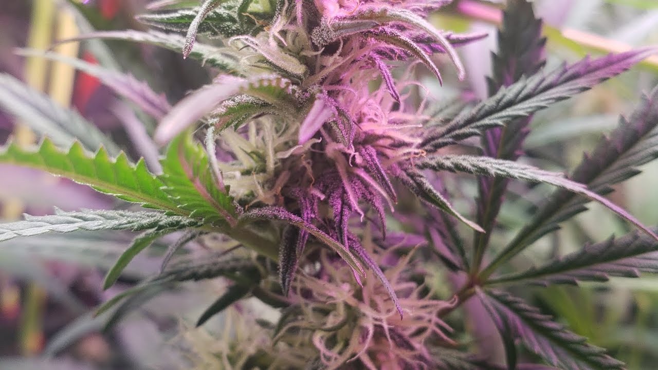 58th Day Autoflower Critical Purple 