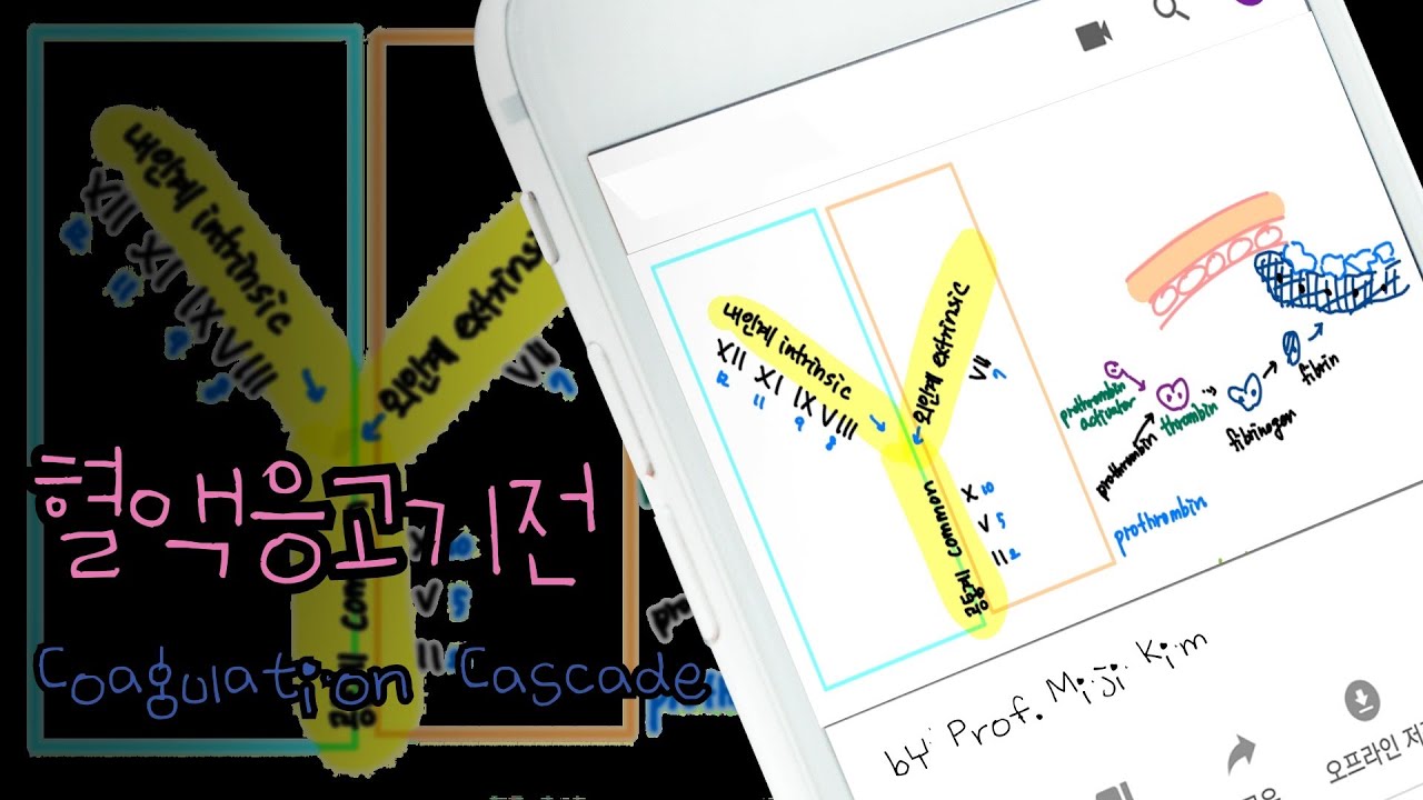 혈액응고기전 Coagulation Cascade￼