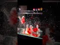 Beautiful Oranda Goldfish tank #orandagoldfish #goldfishtank