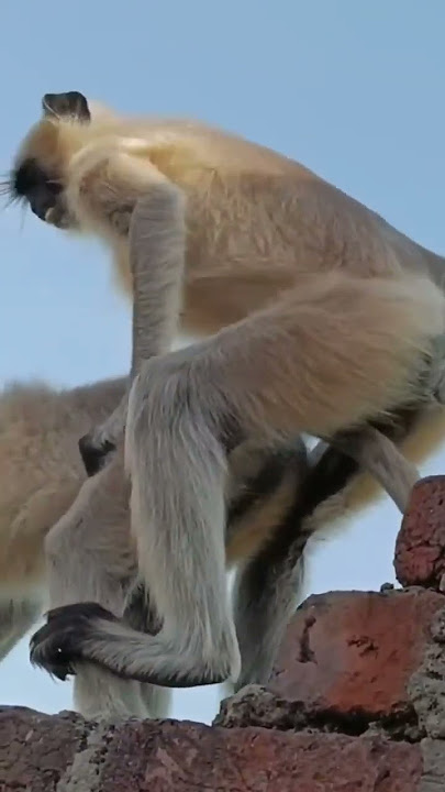 Animal Sex Reaction #shorts #viral