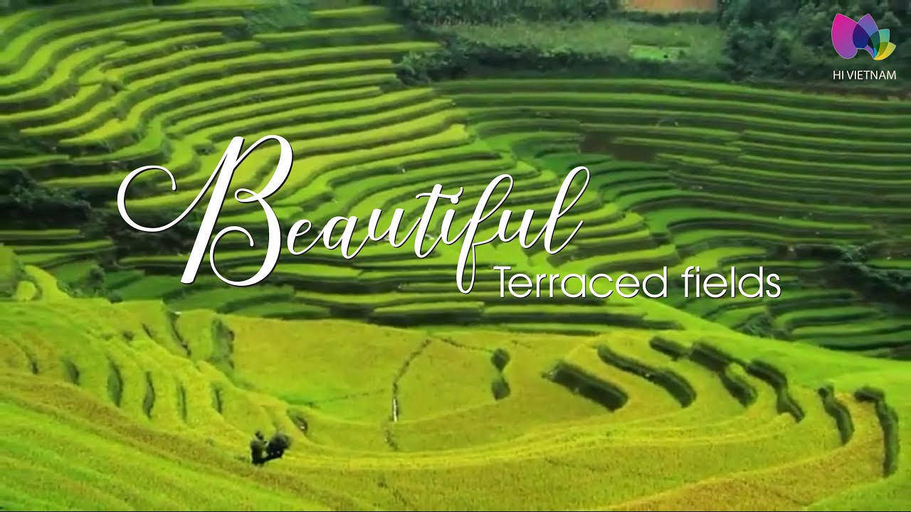 The beauty of terraced fields in Vietnam