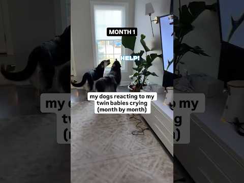 How things have changed since month 1 😅#funnydogs #dogvideos #cutedogs #dogsandbabies