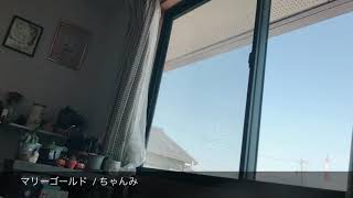 ちゃんみうたマリーゴールド あいみょん 弾き語りカバー リクエスト