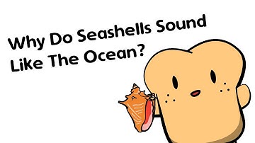 Why Do Seashells Sound Like The Ocean?