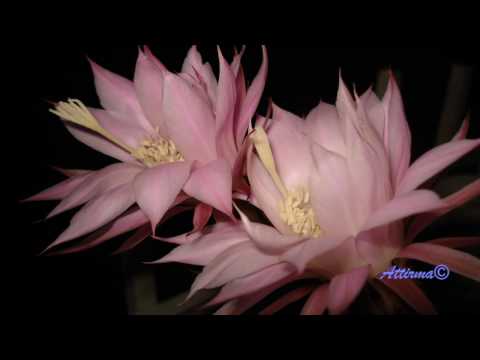 angelusa73 Flowers and animals for you - Fiori e animali per te