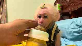 Baby monkey Boyboy