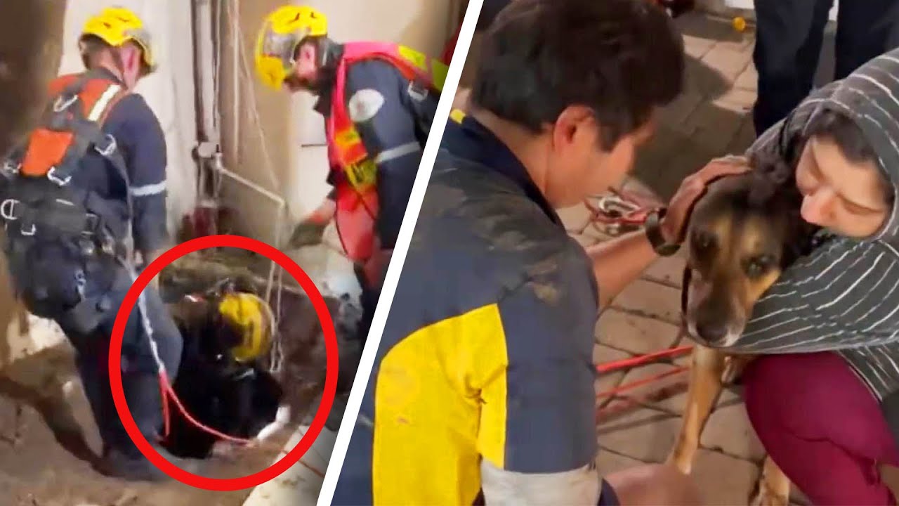 Senior Dog Rescued From Massive Sinkhole YouTube