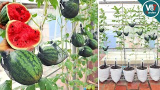 Growing Watermelon at Home Using Recycle Sacks