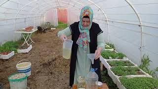 Bayat Ekmekleri Asla Atmayın Fidelerinize Gübre Yapın İncecik Fideleriniz Kalınlaşsın, Güçlensin.