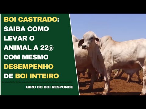 BOI CASTRADO: SAIBA COMO LEVAR O ANIMAL A 22@ COM MESMO DESEMPENHO DE BOI INTEIRO