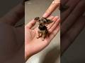 mini Ozzy #cachorro