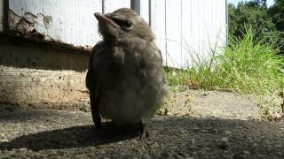 birds chirping and flying 4