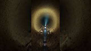 Inside a Cricket Tunnel 👁️ #POV #Wildlife #Insect #Science #documentary