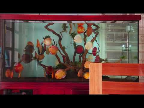Video Hồ cá dĩa thủy sinh -52 discus cho 1200 lít vẫn thấy... - youtube