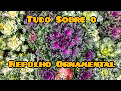 Vídeo: Repolho Ornamental. Proteção Contra Doenças