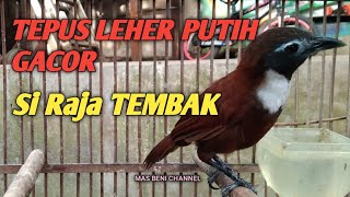 Tepus Leher Putih Gacor Si Raja TEMBAK
