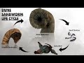 Origins, Biology & Life Cycle of Dune Sandworms
