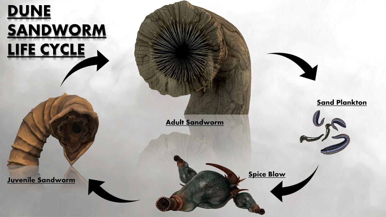 Origins, Biology & Life Cycle of Dune Sandworms 