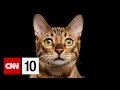 AI Tools, Weather Patterns, and Cat Communication