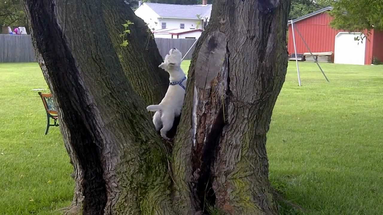 Resultado de imagen para westie squirrel