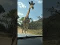Giraffe having a bad day