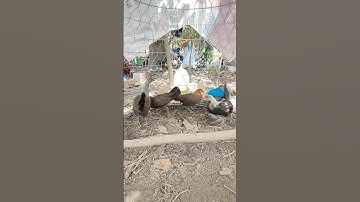 trống mái tơ🐓 #thứcgàrừng86 #gàrừngrặc #gàrừngtaitrắng