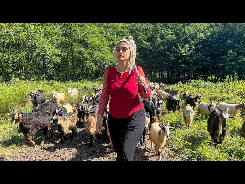 IRAN nomadic life | daily routine village life of Iran | Mountain village of Iran