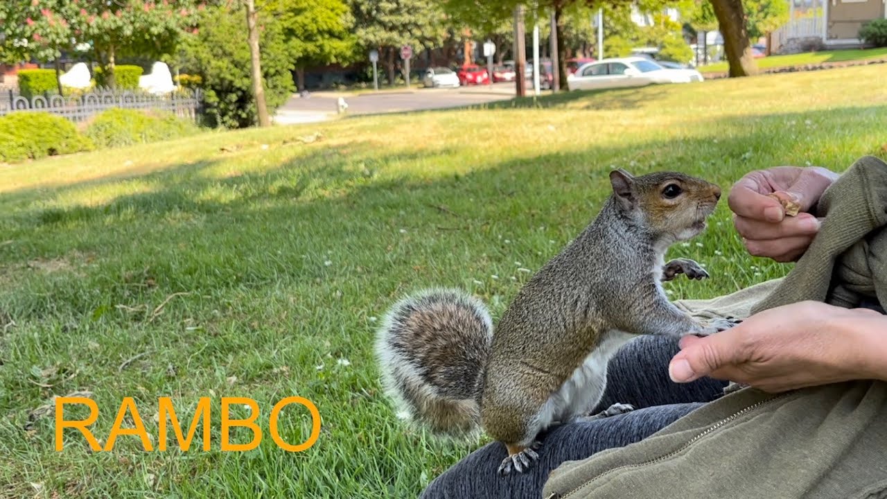Squirrel Rambo Squirrel: RAMBO is back - Tacoma Washington 20230530 - YouTube