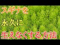 スギナ駆除|除草剤不要でスギナを永久に生えなくする方法