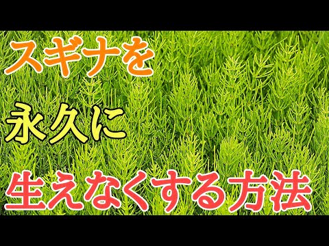スギナ駆除|除草剤不要でスギナを永久に生えなくする方法
