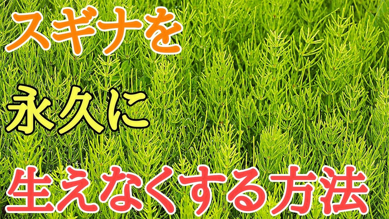 採れたて　つくし　除草剤なし　mgilejorge スギナ駆除｜除草剤不要でスギナを永久に生えなくする方法 - YouTube