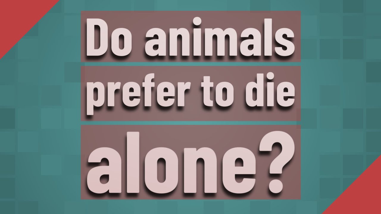 Do animals prefer to die alone? - YouTube