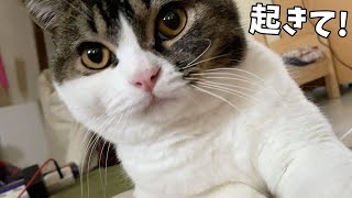 ママ起きて！飼い主を起こす猫たち