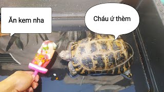 Làm Kem Cho Rùa Ăn Và Cái Kết Ice Cream For Turtles Vlog