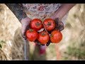 How to Grow The Best Tomatoes | Gardening Tips and Tricks