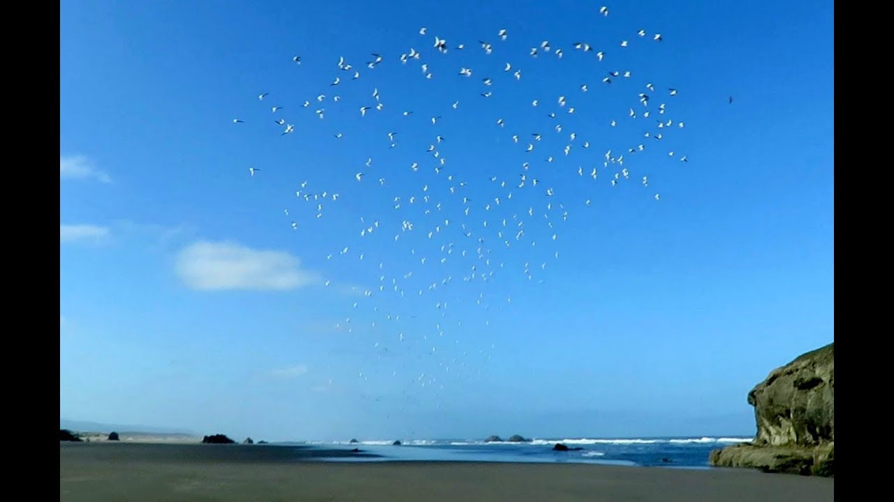 Shorebird migration at warp speed