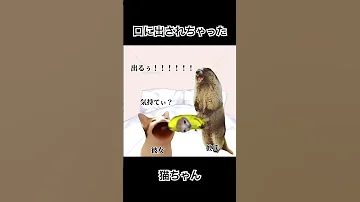 はじめて口に出されちゃった時 猫ミーム Catmemes 