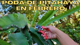 Pitahaya Pruning  First Pruning Of The Year On Pitahaya Dragon Fruit