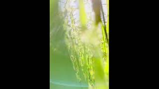 Bamboo Flute Music  Positive Energy Vibration  Cleanse Negative Energy  Healing Music  Meditation screenshot 5