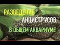 Разведение сомиков анциструсов в общем аквариуме (размножение сомиков присосок)