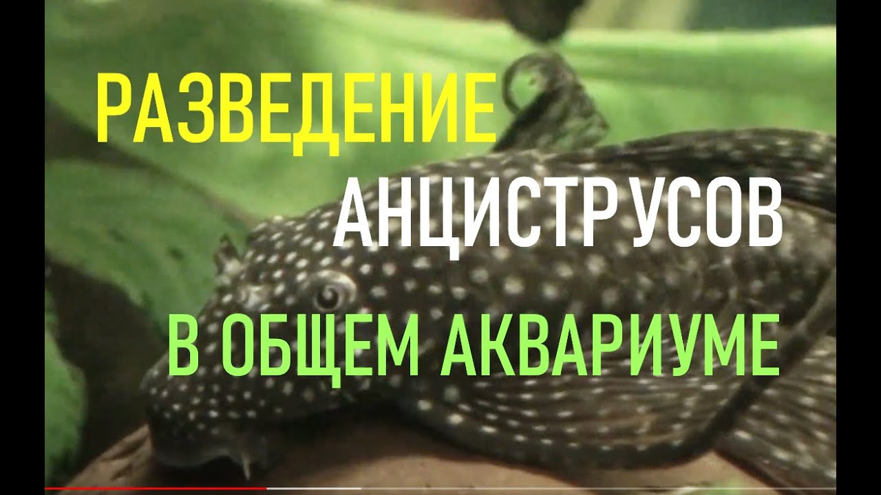 Разведение сомиков анциструсов в общем аквариуме (размножение сомиков ...