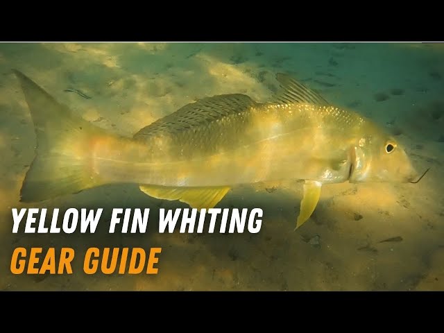 Yellow Fin Whiting gear selection, Fishing Tips