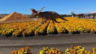 Spina Farms Pumpkin Patch Morgan Hill, CA