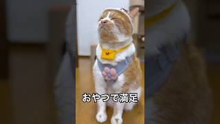 おやつちょうだいするもんちゃん🐈　よくある質問は説明欄🐈✨　#cat #もんちゃん #かわいい #cute #コスプレ #猫動画 #元野良猫 #散歩する猫 #ネコ #癒し