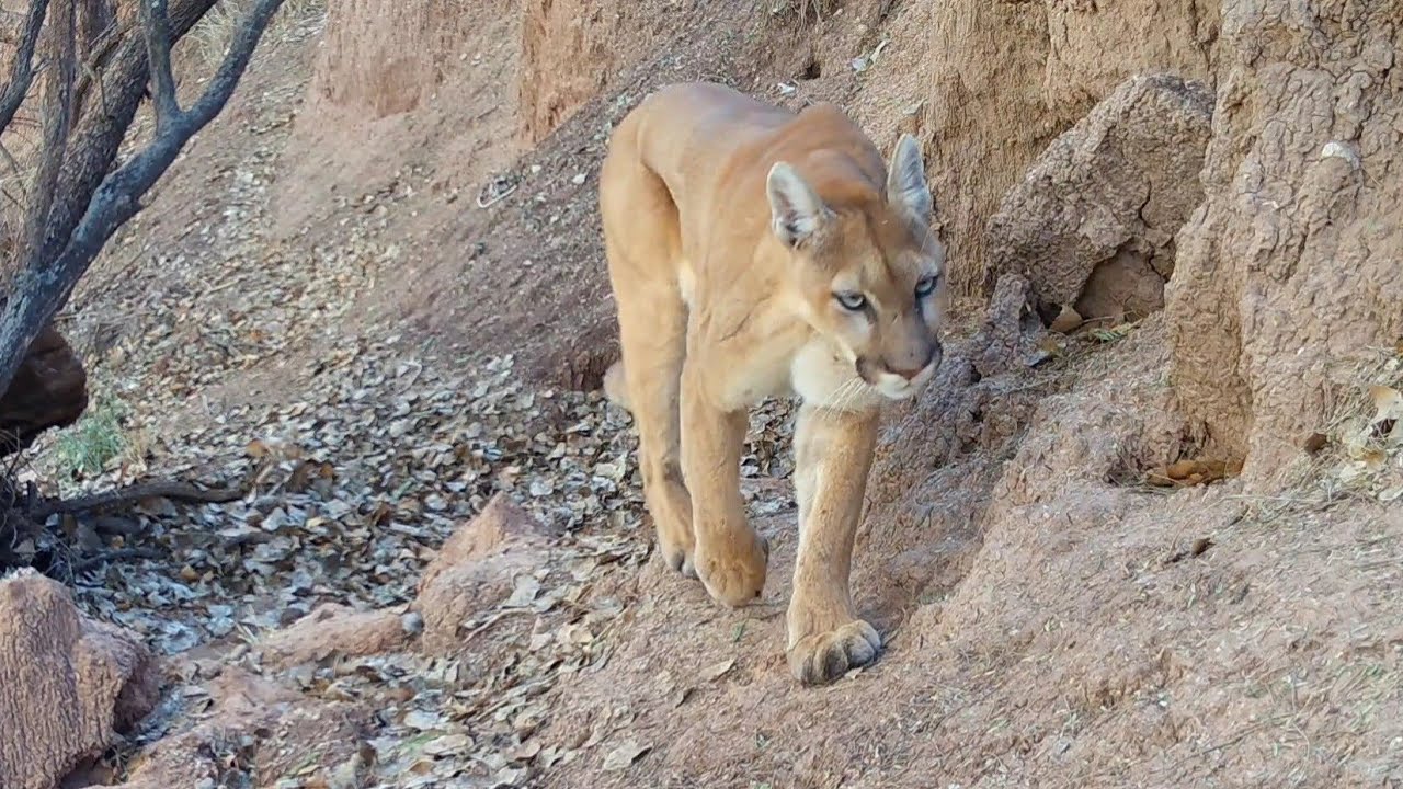 Desert Wildlife down by a Creek