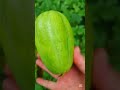땅콩은 꽃도 땅바닥에 가깝게 피네요. Summer vacation memories of the hut and melons are getting closer.