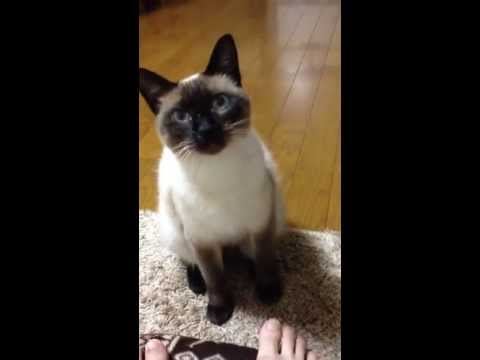 会話する猫
