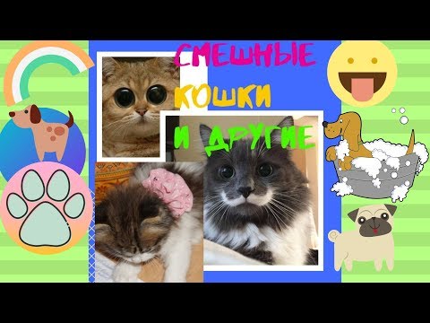 Кошки Собаки и другие Животные