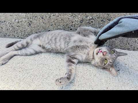 逃げるネコ 2個セット 猫よけ 超音波 ソーラー 3面猫よけ 猫除け 動物撃退器